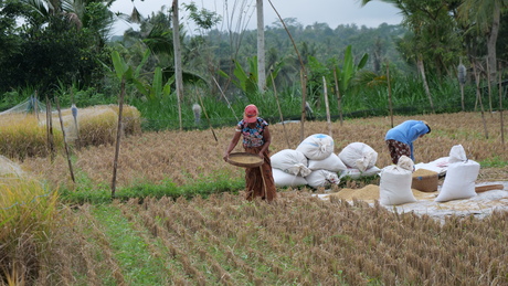 Bali