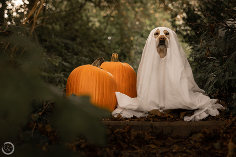 Spooky dog
