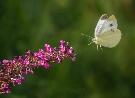 Ready for landing.