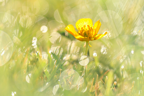 Boterbloem