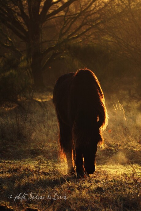 IJslands paard bij vroege zonlicht