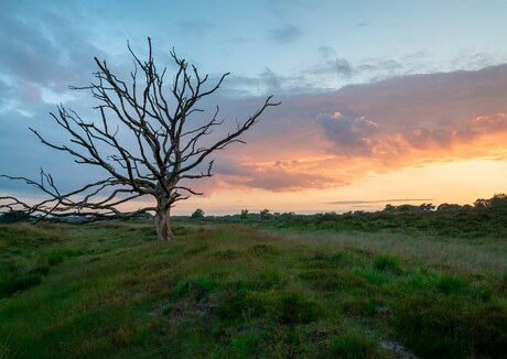 Zonsondergang op de Kampina