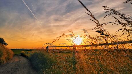 avond in het veld