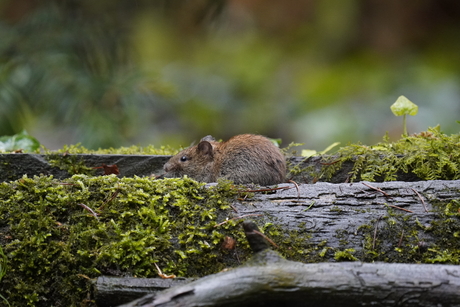 Rosse woelmuis op een stam