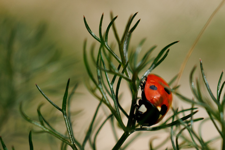 Rood/groen