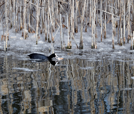 Drijven op een deken van lisdodde