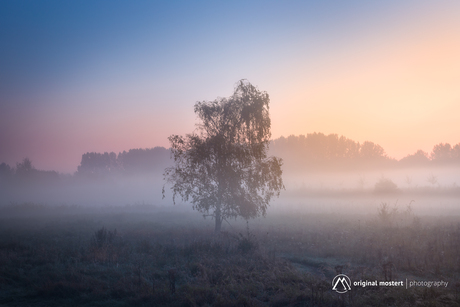 Veil of Silence...