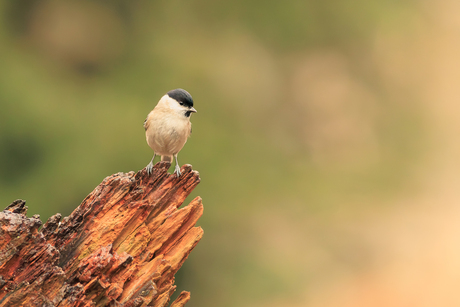 Glaskop of Zwartkop?