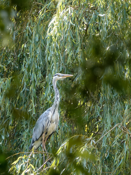 Reiger in treurwilg.