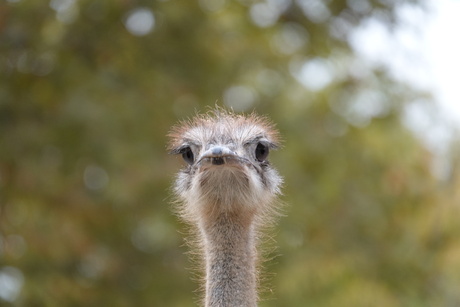 Kijk eens wie er gluurt!