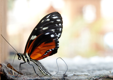 Heliconius hecale