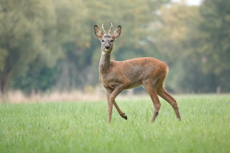 Nieuwsgierig reebokje