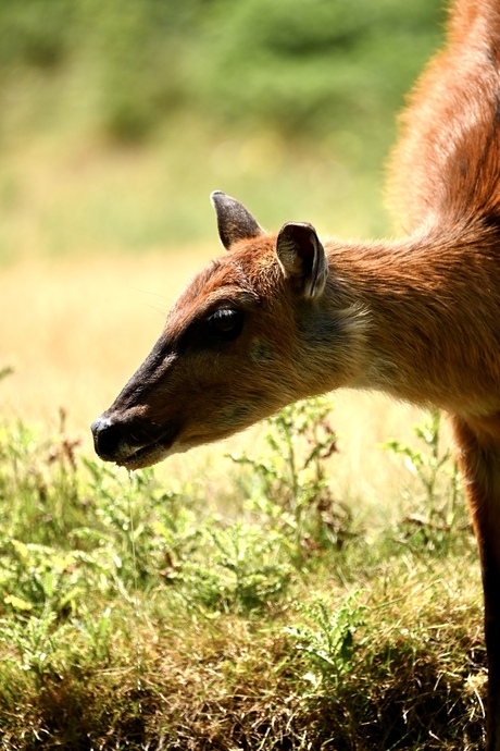 Ree in de Beekse Bergen 