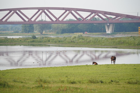 Dierenfoto's - sigma_e_mount test