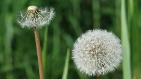 Paardenbloem