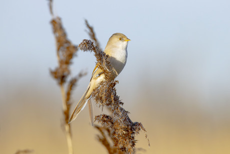 Baardman op de uitkijk