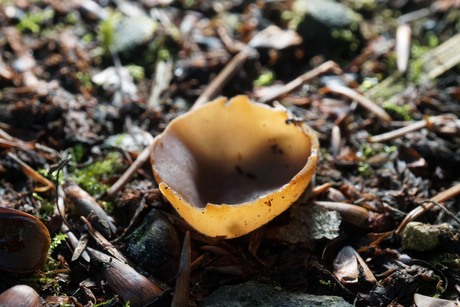 Bruine bekerzwam  