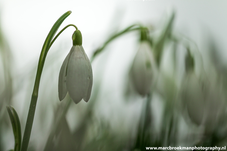 Sneeuwklokjes 