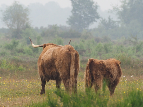 Schotse Hooglander