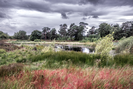 Beegderheide