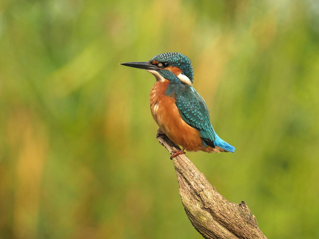 Ijsvogeltje portret