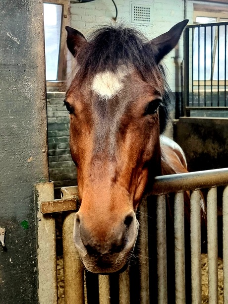 Paard
