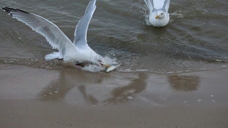 Zeemeeuw heeft beet.
