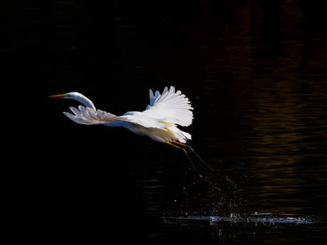 De grote zilverreiger (Ardea alba)