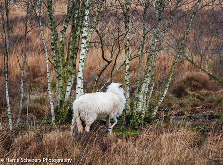 Eenzaam schaap 🐑 