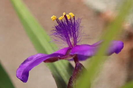 Mooi paars is niet lelijk