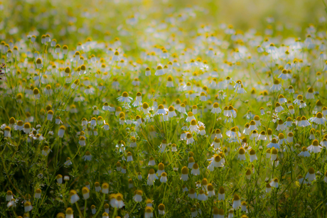 LOVE DUTCH NATURE