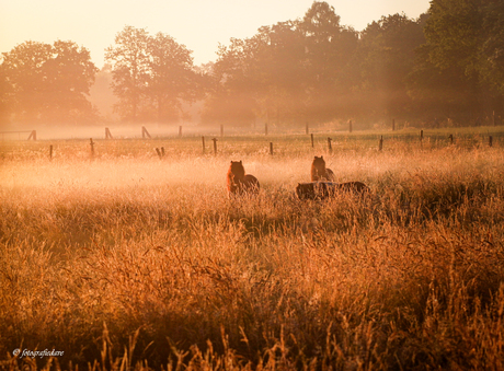 paarden in het licht van de zonsopgang