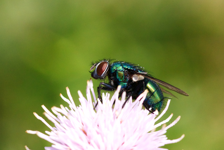 Groene vleesvlieg 7-22