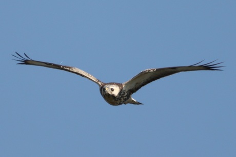 Buizerd