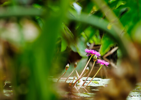 Waterplant