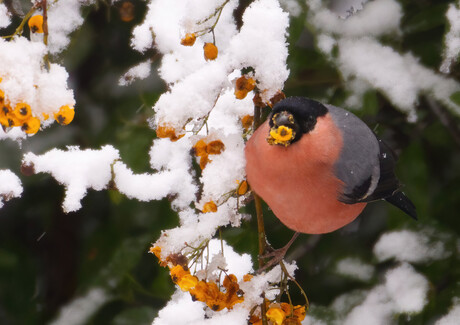 Goudvink in de sneeuw (2)