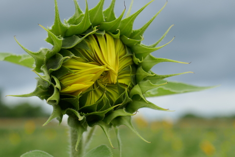 Zonnebloem 