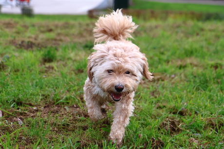 Happiness in the grass