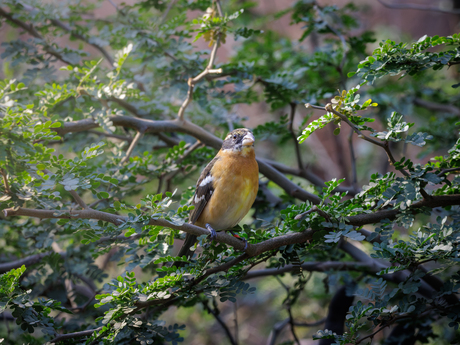 Gespot in de burgers Zoo
