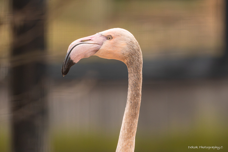 Flamingo Portret .