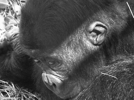 Gorilla