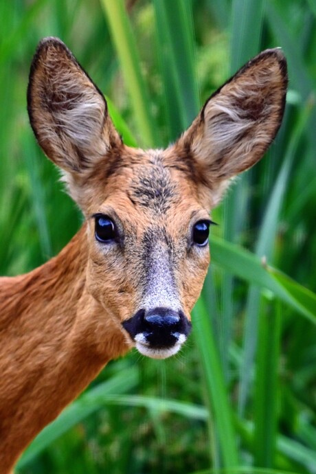 Ree