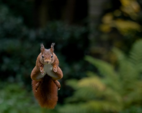 Jumping Squirrel 