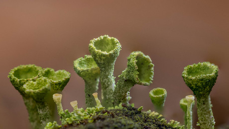 Toeters van het bos