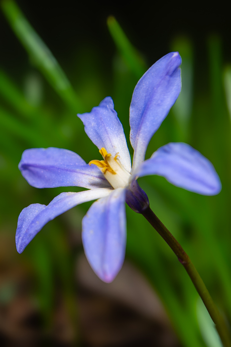 Blauwe Scilla