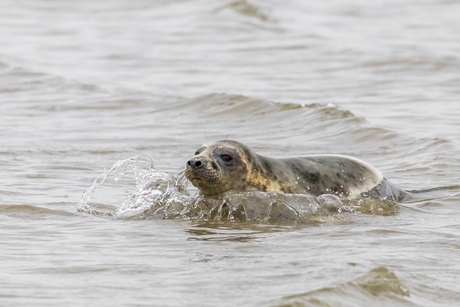 Zeehondje
