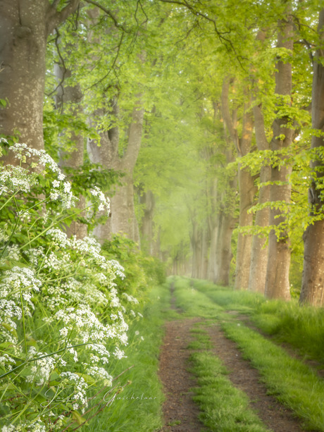 50 tinten groen