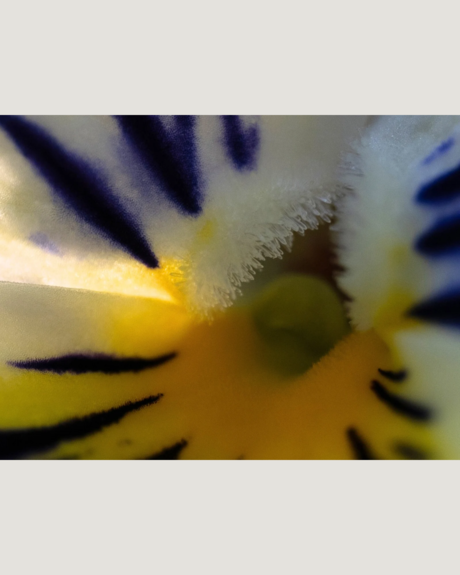 Verwondering in de achtertuin