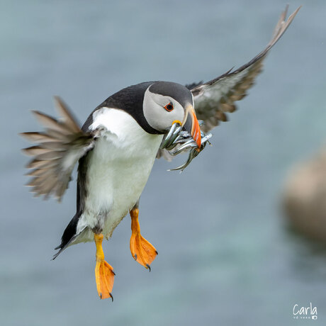 Puffin / Papagaaiduiker