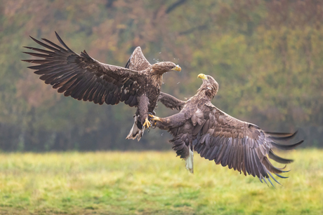 Luchtgevecht tussen 2 zeearenden